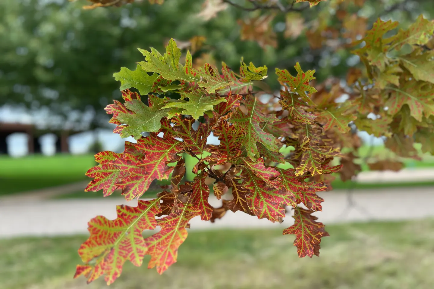 Oak leaves beginning to turn red with the pavilion softly visible behind them